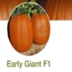 Seminte dovleac Early Giant F1 1000 seminte