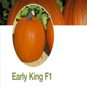 Seminte dovleac early king 1000 seminte