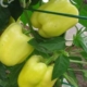 BELLADONNA F1 500 SEM