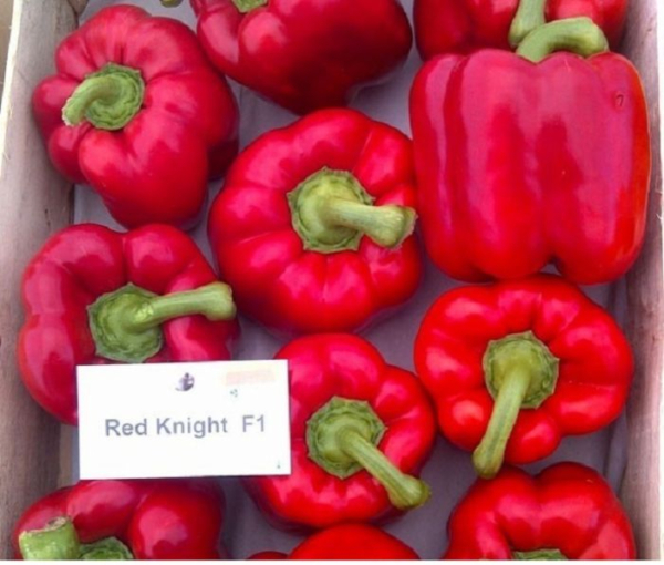 Red Knight F1 1000 sem