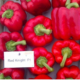 Red Knight F1 1000 sem