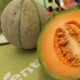 Pepene Arapaho F1 500 sem