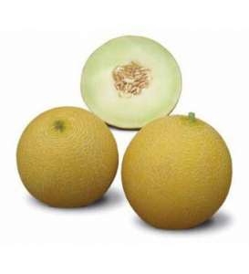 Pepene Fenomenon F1 500 sem