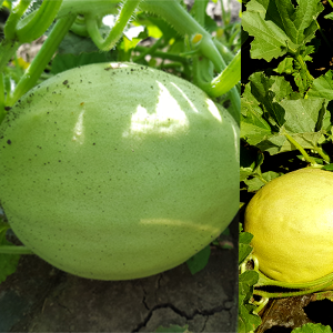 Pepene galben Karpatos F1 1000 sem