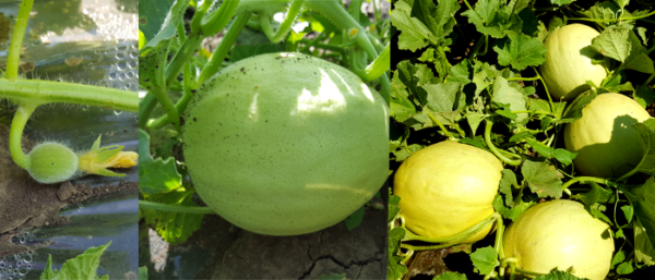 Pepene galben Karpatos F1 1000 sem
