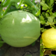 Pepene galben Karpatos F1 1000 sem