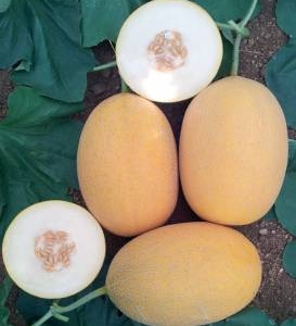 Pepene galben Lokum F1 1000 sem
