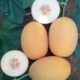 Pepene galben Lokum F1 1000 sem