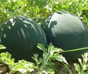 Pepene verde BARONESSA F1 1000 SEMINTE