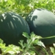 Pepene verde BARONESSA F1 1000 SEMINTE