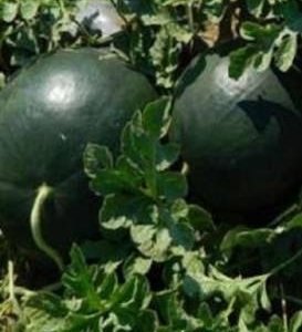 Pepene verde ROMANTIC F1 1000 SEM
