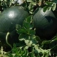Pepene verde ROMANTIC F1 1000 SEM