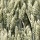 Grau Genesi C1 nearistat 1kg