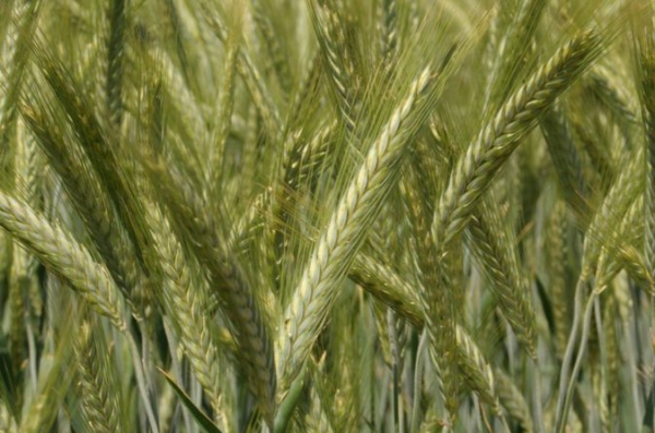 Seminte Triticala Goran C1