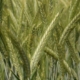 Seminte Triticala Goran C1