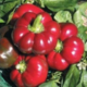 gogosar Cornel PPZ 10 GR