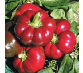 gogosar Cornel PPZ 10 GR