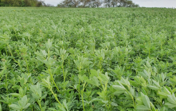 Seminte lucerna Teodora C1 - 10 kg