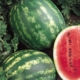 Seminte pepene verde Crimson Sweet 1 kg Pepeni