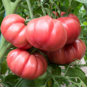 tomate HB101153 F1 250 sem