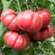 tomate HB101153 F1 250 sem