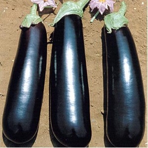 Seminte vinete Mirabelle F1 – 1000 Sem