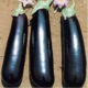 Seminte vinete Mirabelle F1 – 1000 Sem
