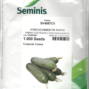 Seminte castraveti SV 4097CV 1000 sem